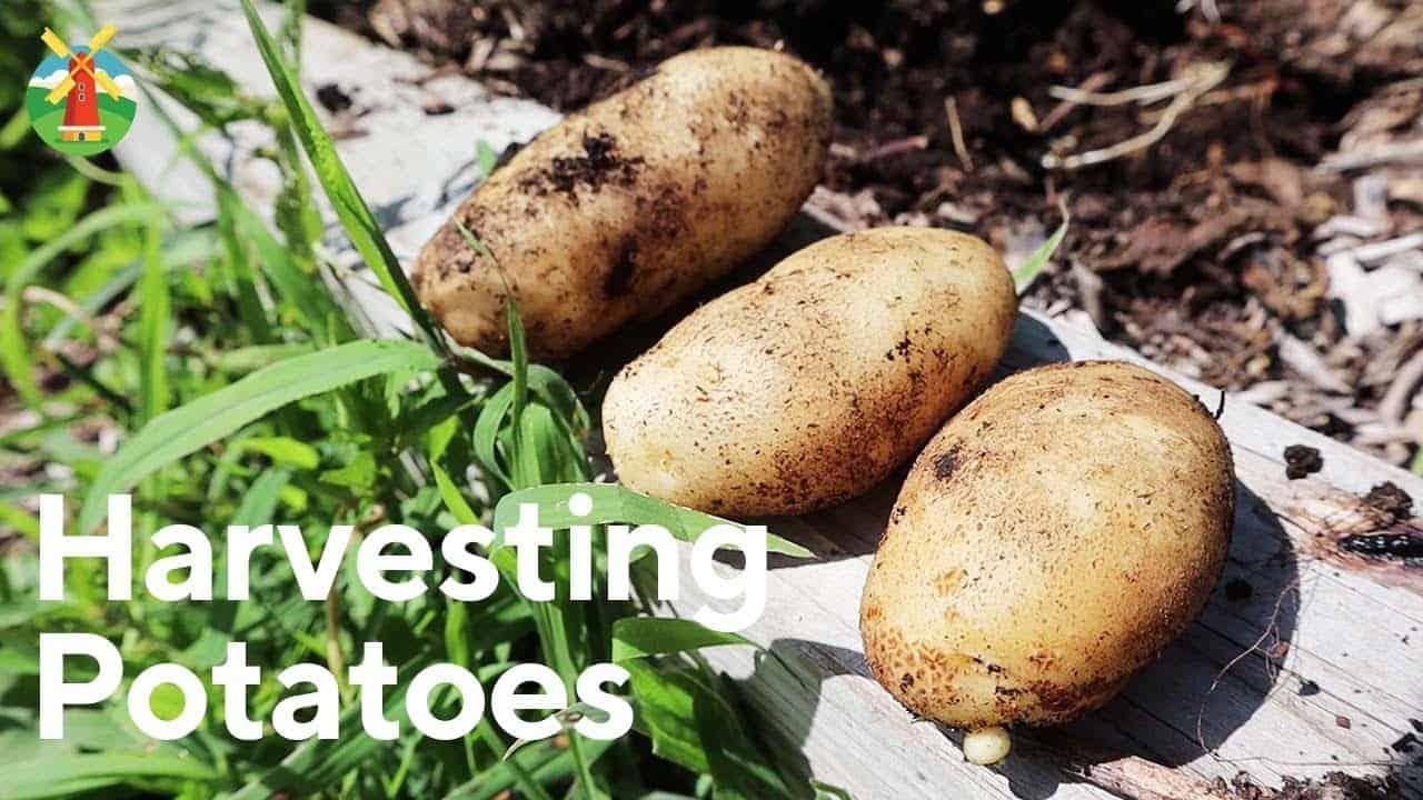 How to Harvest and Store Your Potato Crop