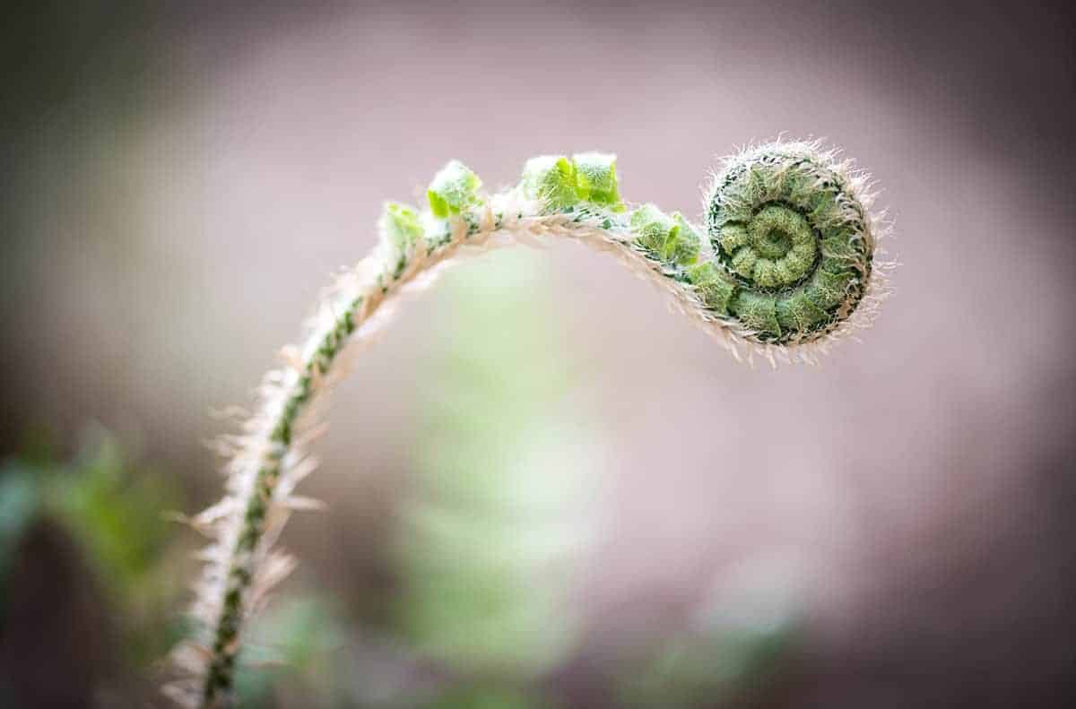 Fiddleheads