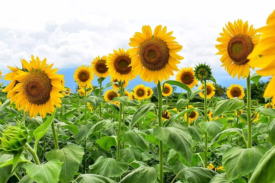 Sunflowers