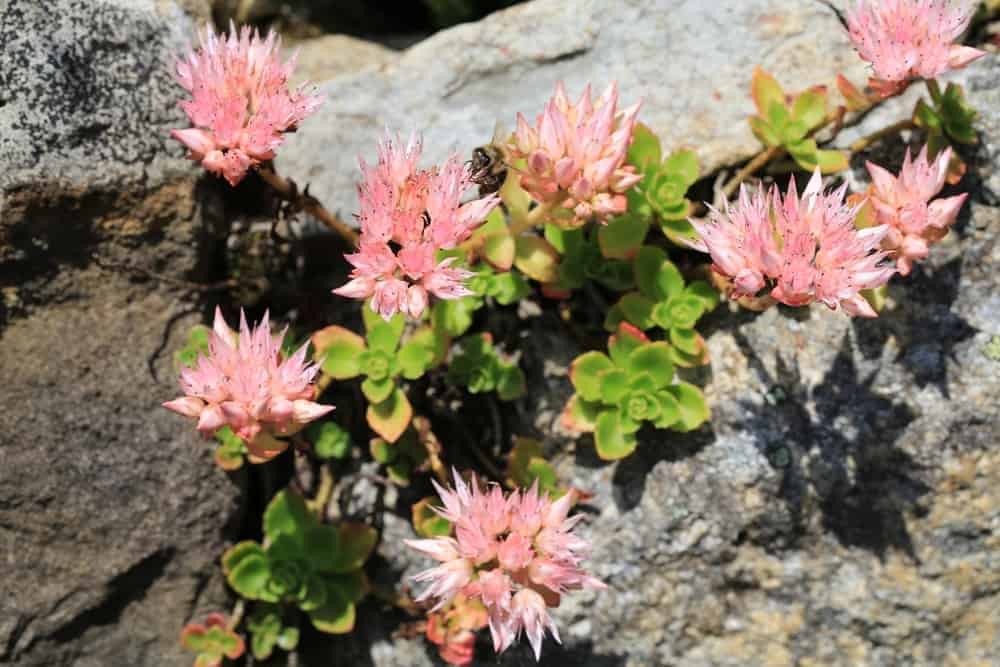 Groundcover and Grasses for Xeriscape Gardens