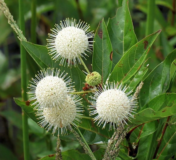 Buttonbush (Cephalanthus occidentalis)