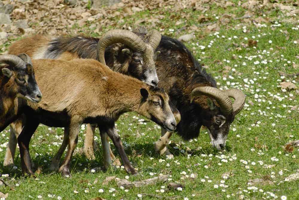 Mouflon