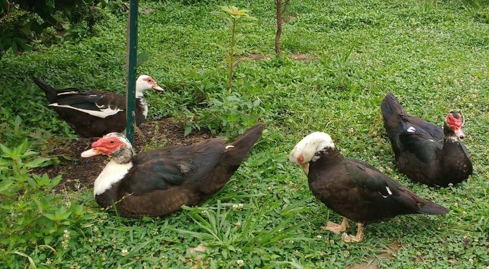 Muscovy Family