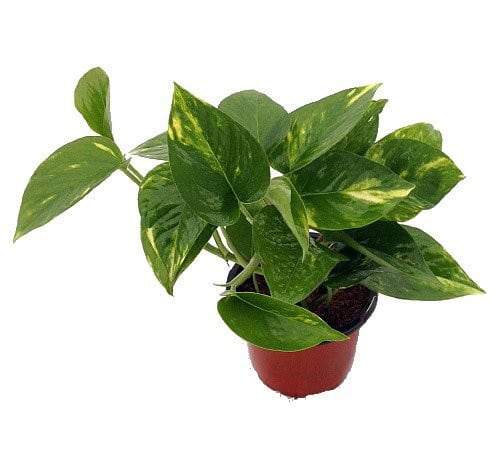 Money Low-light Houseplant