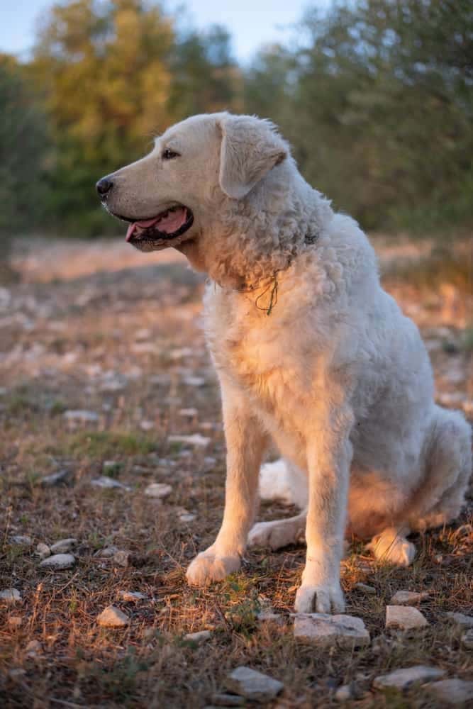 Kuvasz