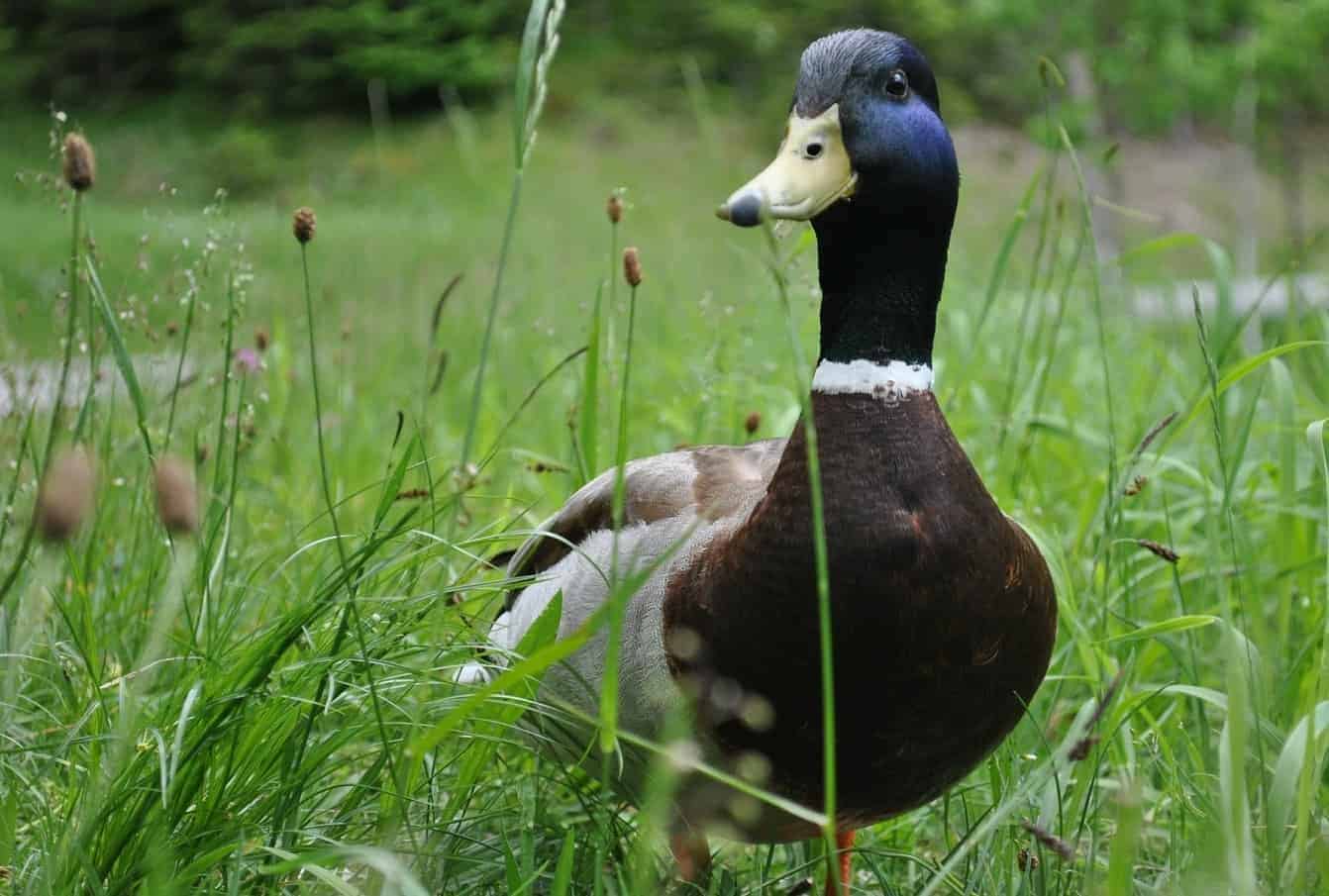 4 Reasons to Grow Homemade Duck Food