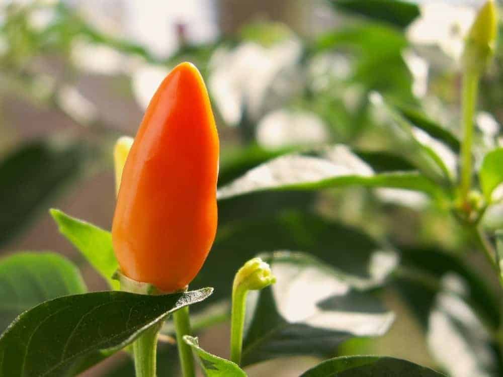 Orange Spice Jalapeno