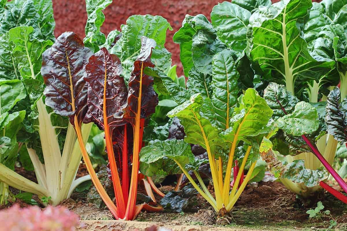 Swiss Chard