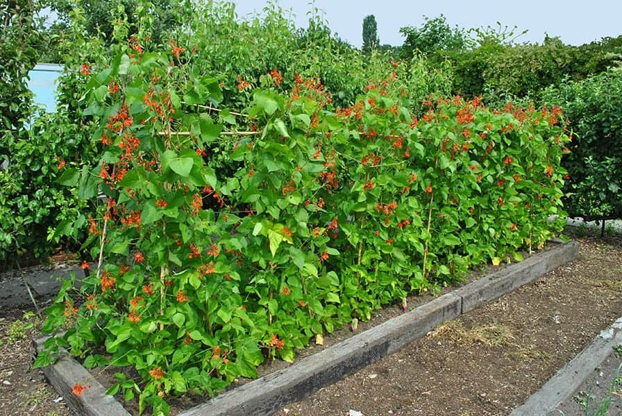 Climbing Beans and Peas