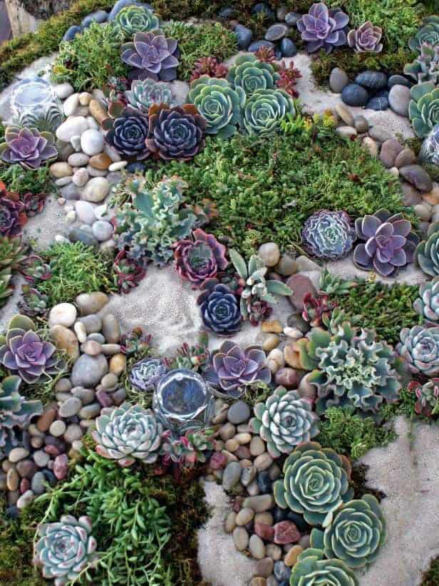 Succulent Rock Garden