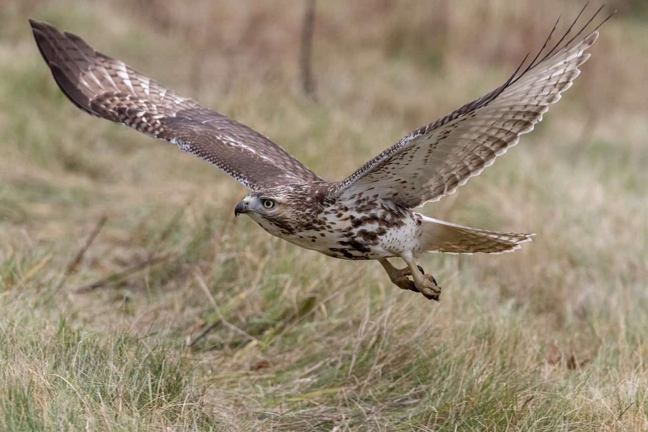 The Relentless Chicken Hawk