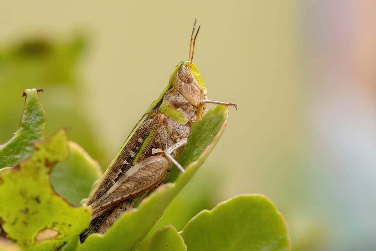 Grasshoppers