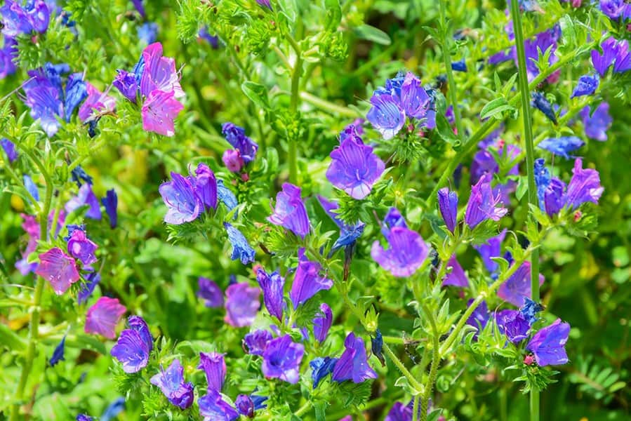 Viper’s Bugloss