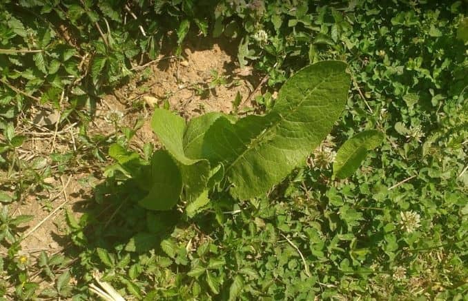 How to Care for Horseradish