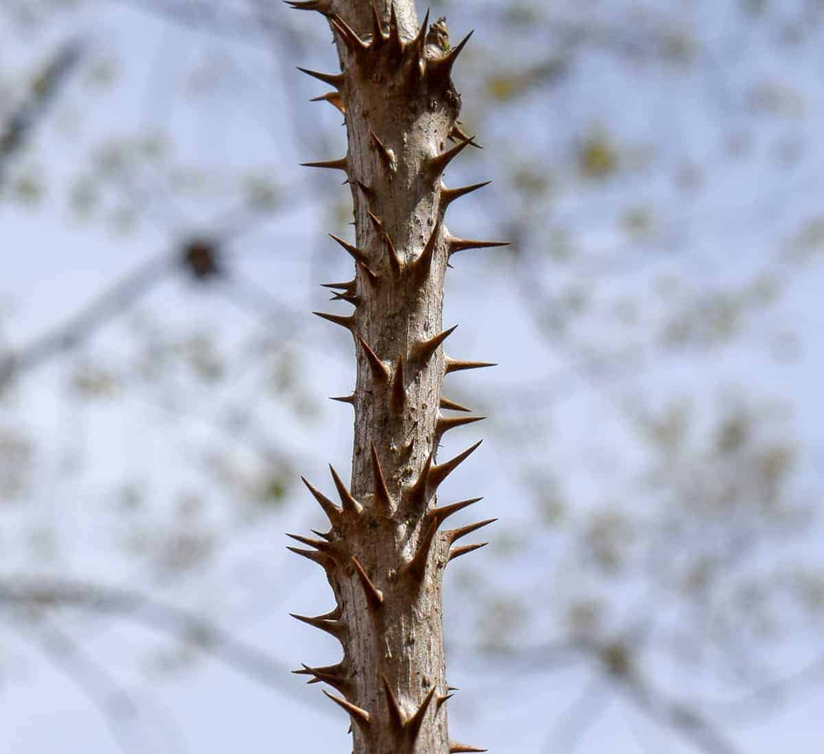 Devil’s Walking Stick