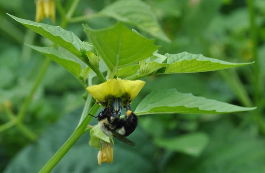 Planting Tomatillos