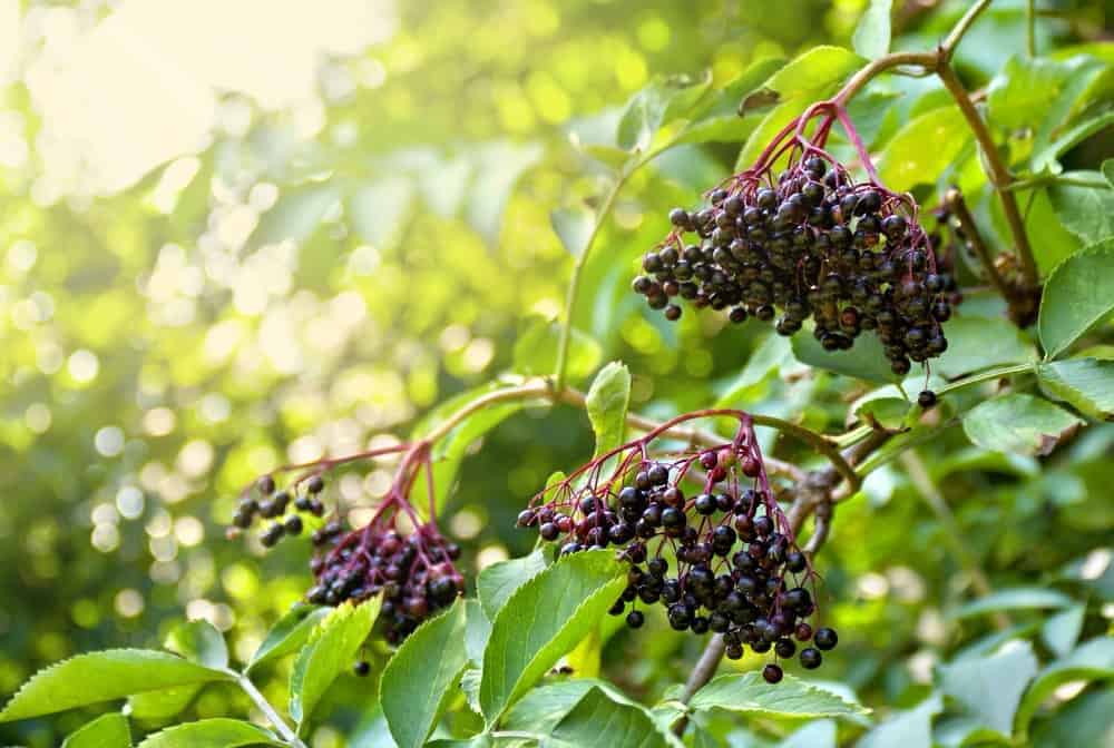 Elderberry