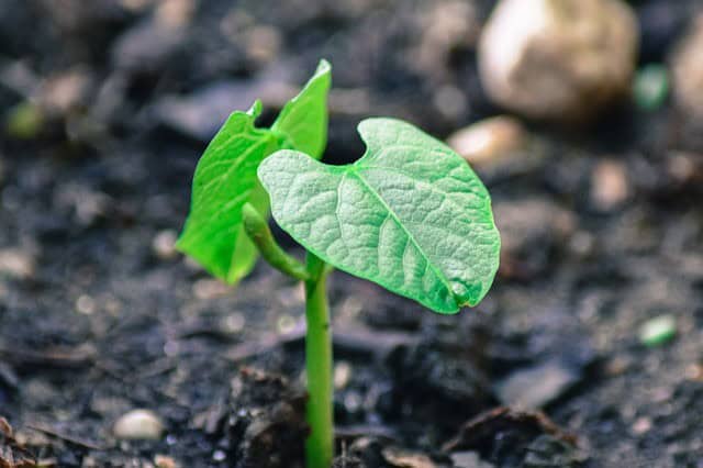 Planting Beans