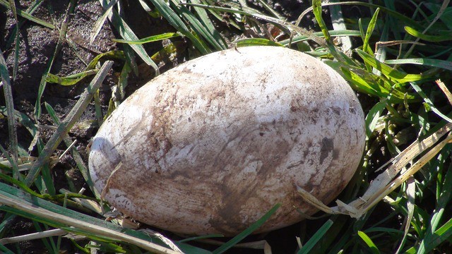 Duck Dirt on Eggs