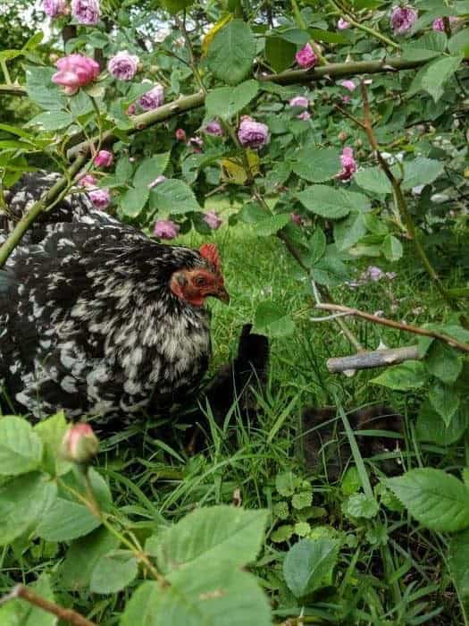 2 Advantages to Keeping Bantams