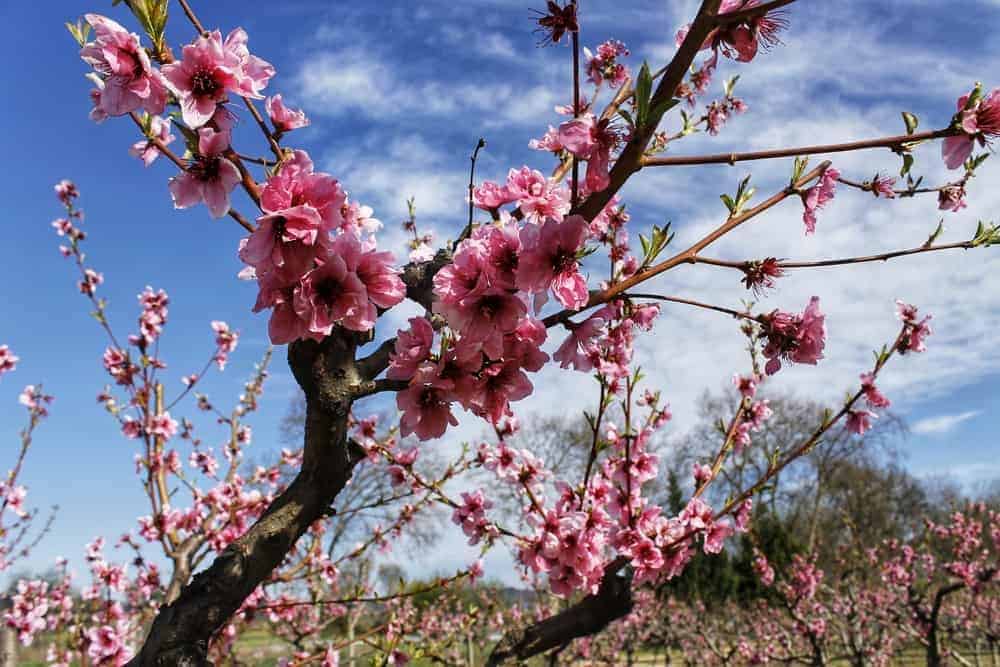 Best Nectarine Varieties for the Home Garden