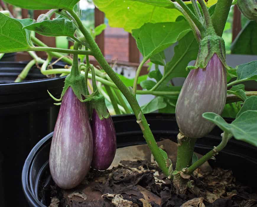 Ways to Plant Eggplant