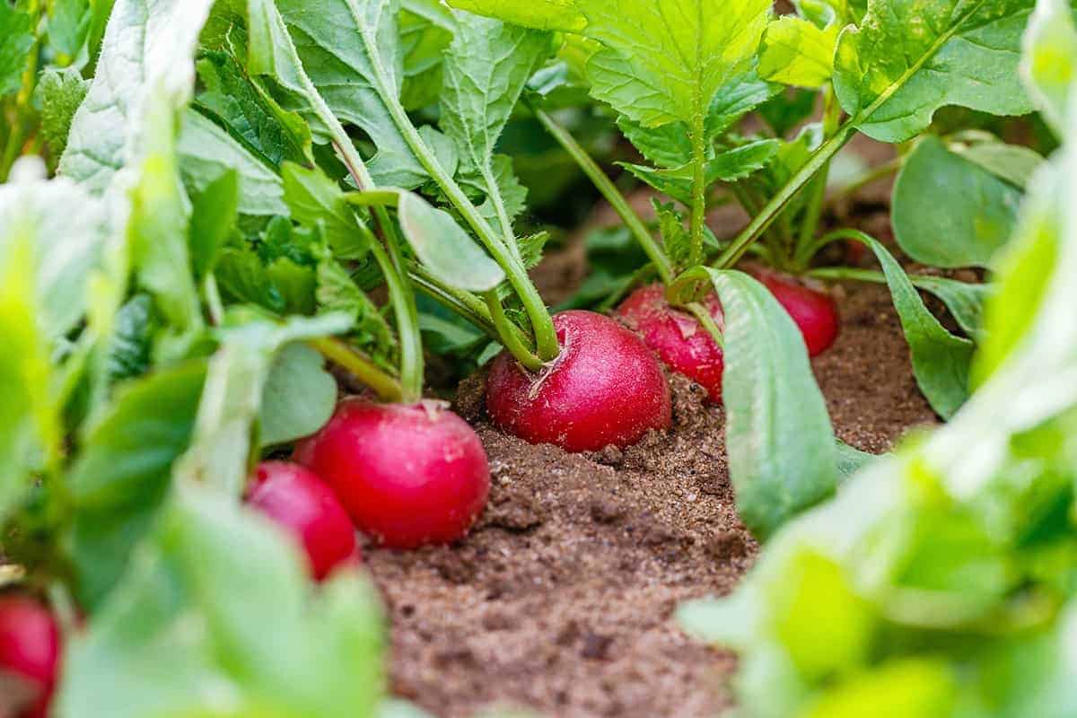 Radishes (Raphanus spp.)