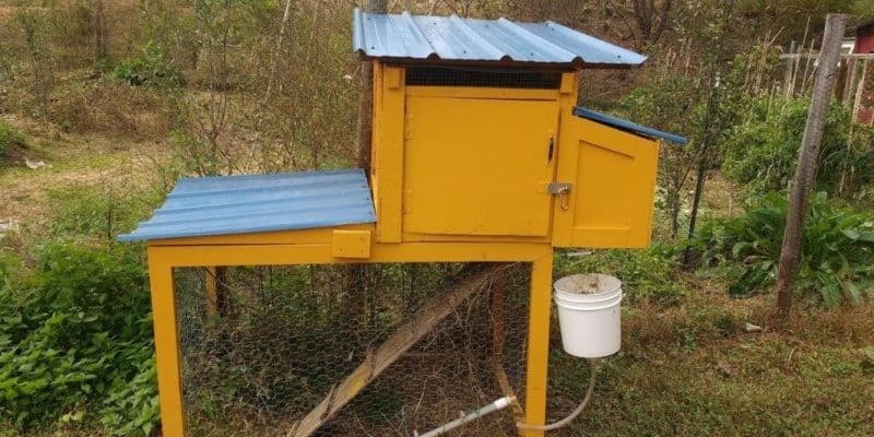 Build Your Chicken Coop