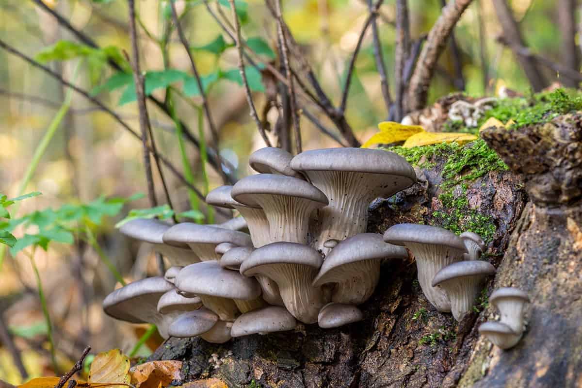 Oyster Mushrooms