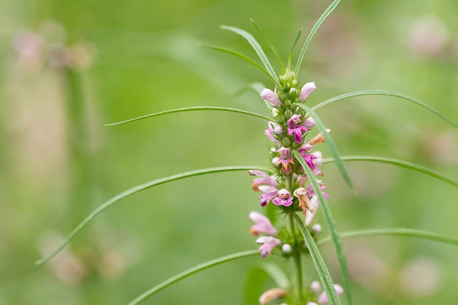 Motherwort