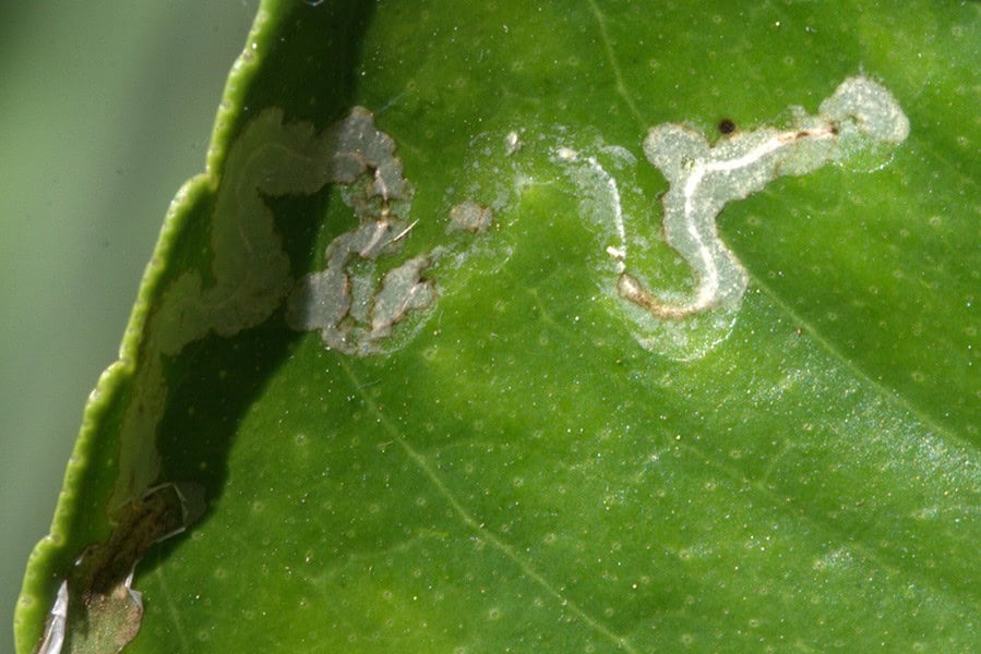 Leafminers