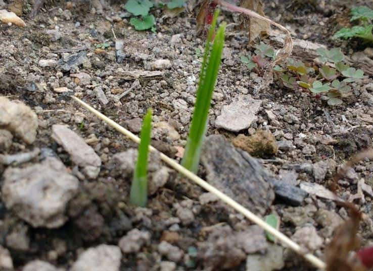 Saffron Varieties to Plant