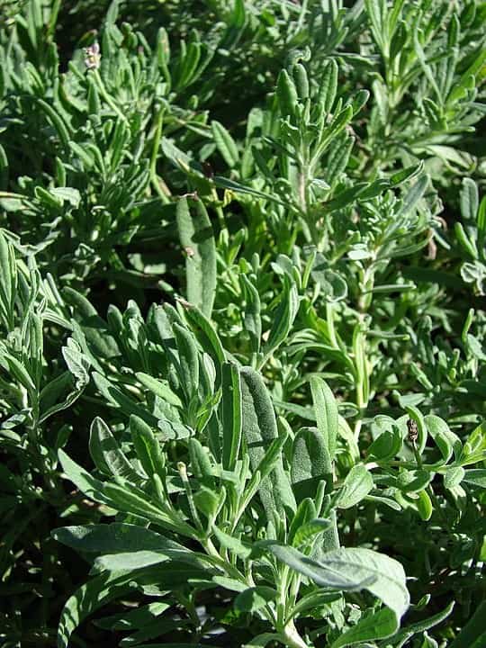 Planting Tarragon