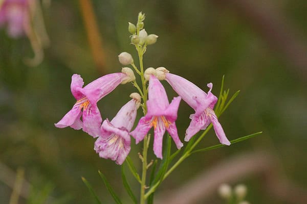 Desert Willow (Chilopsis linearis)