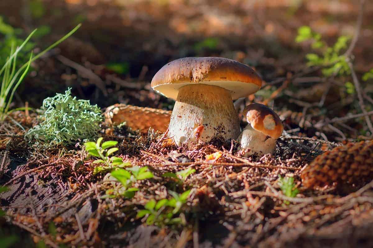 Porcini Mushrooms