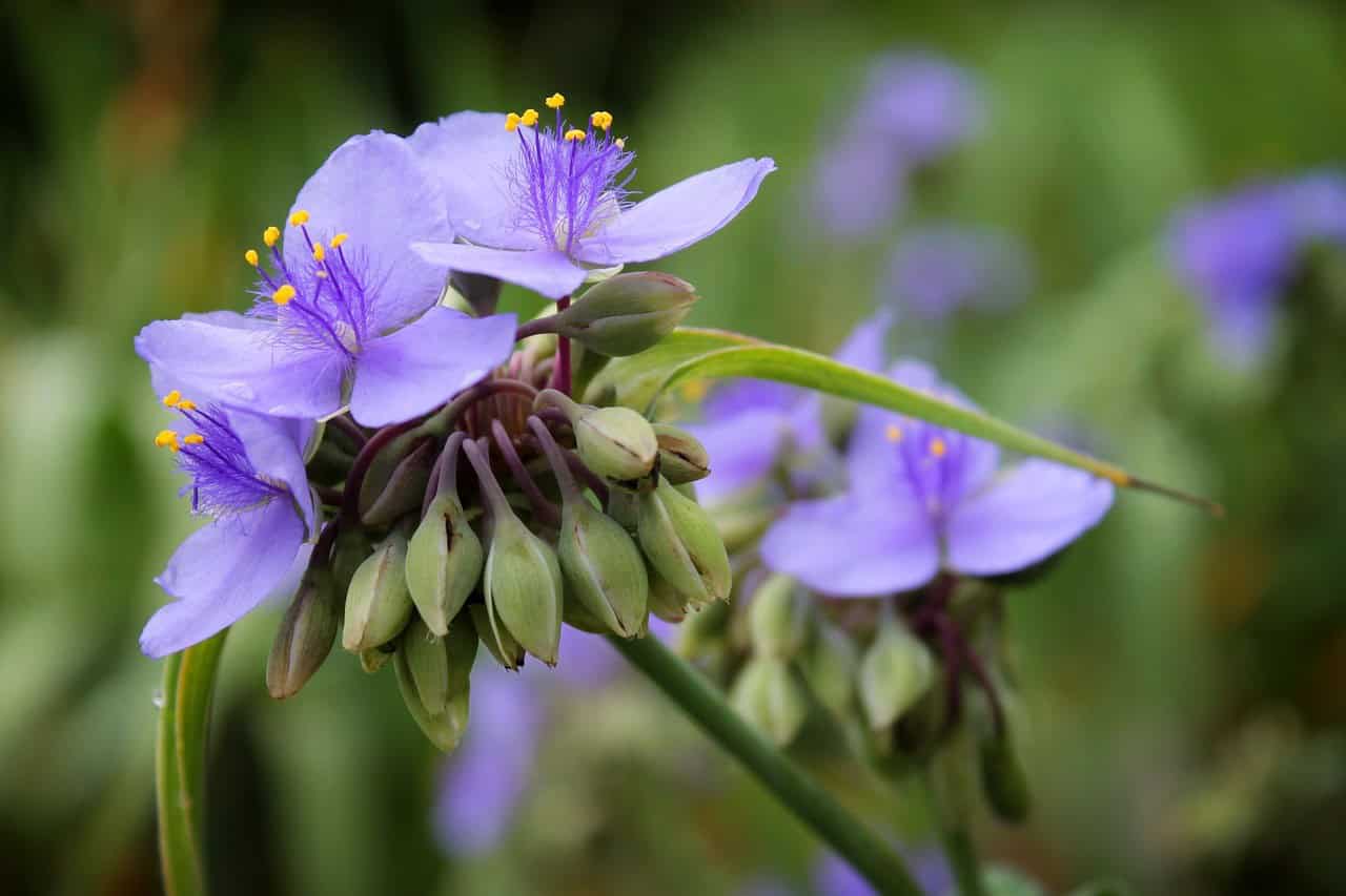 Spiderwort