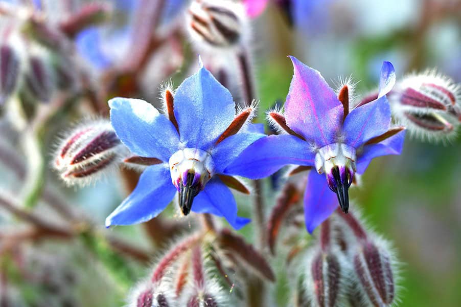 Borage or Star Flower