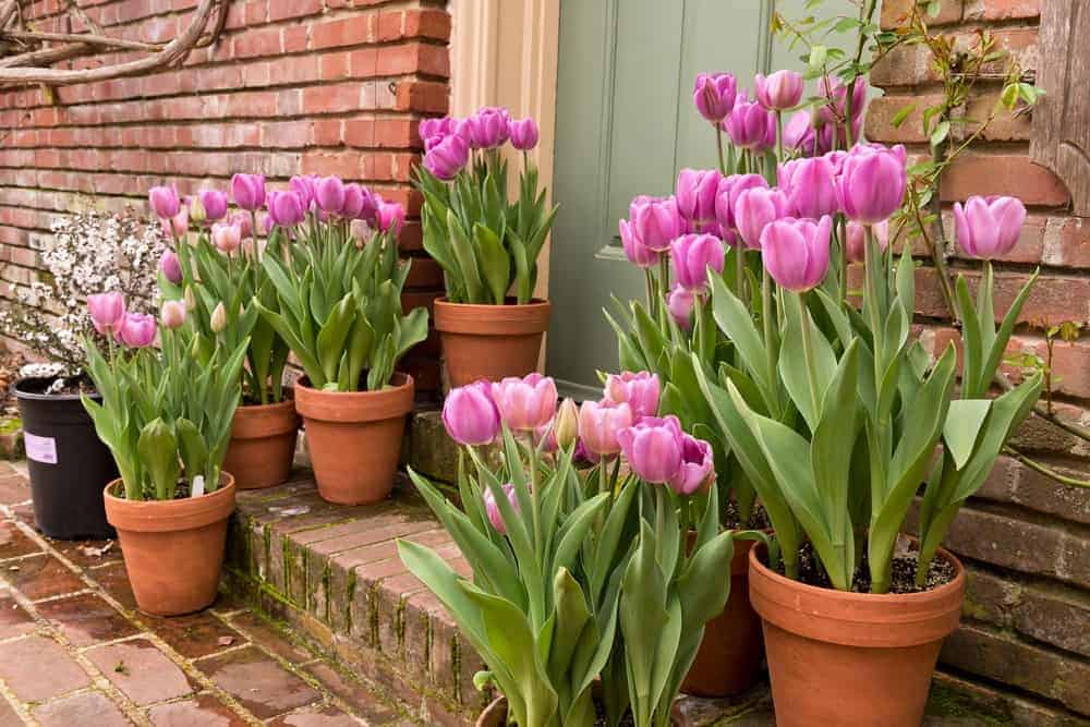 How to Care For Tulips