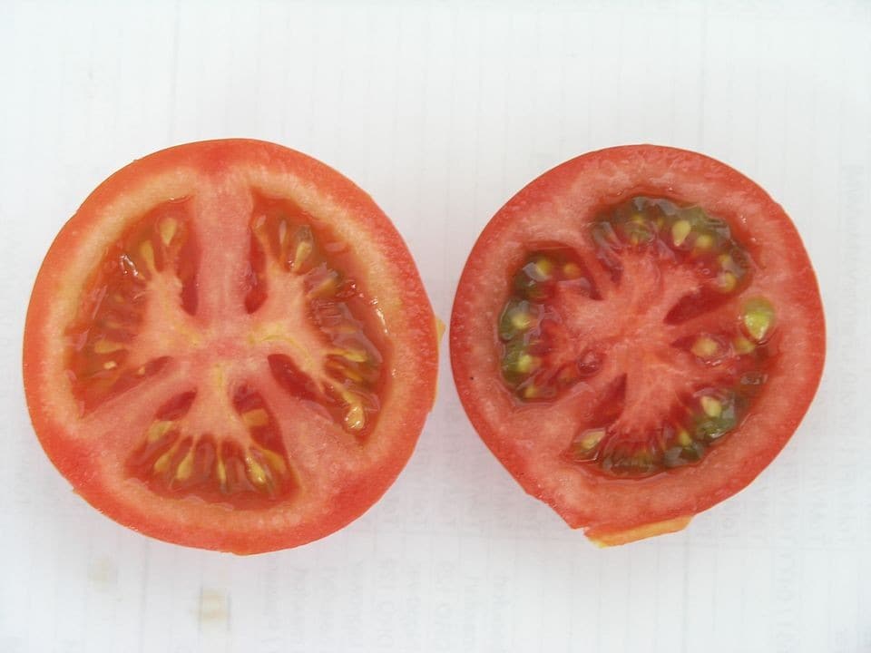 Tomatoes