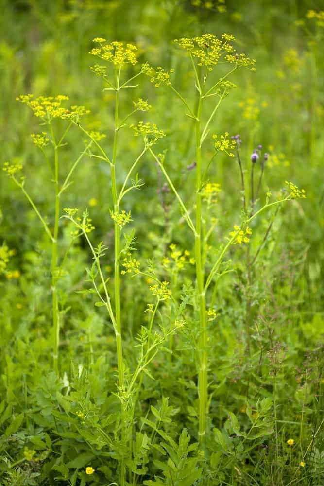 Wild Parsnip