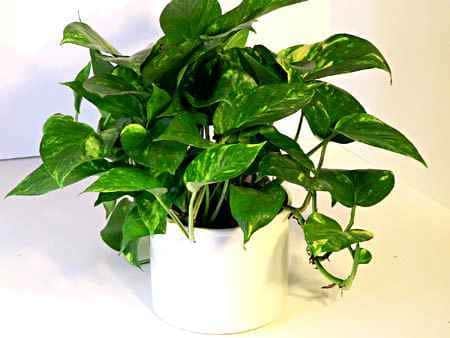 Pothos