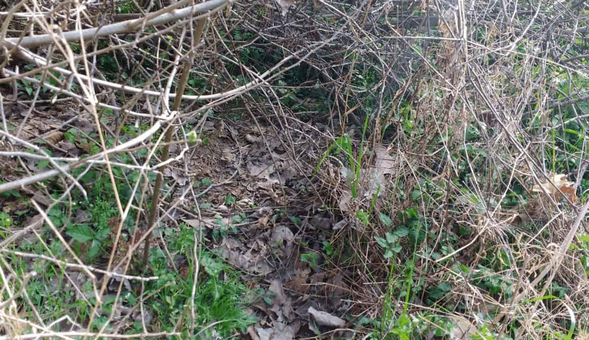 Ducks Create Seasonal Nests