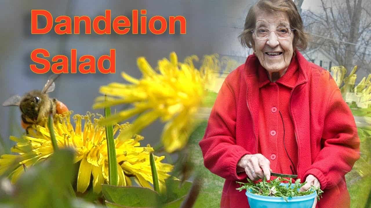 Dandelion Salad