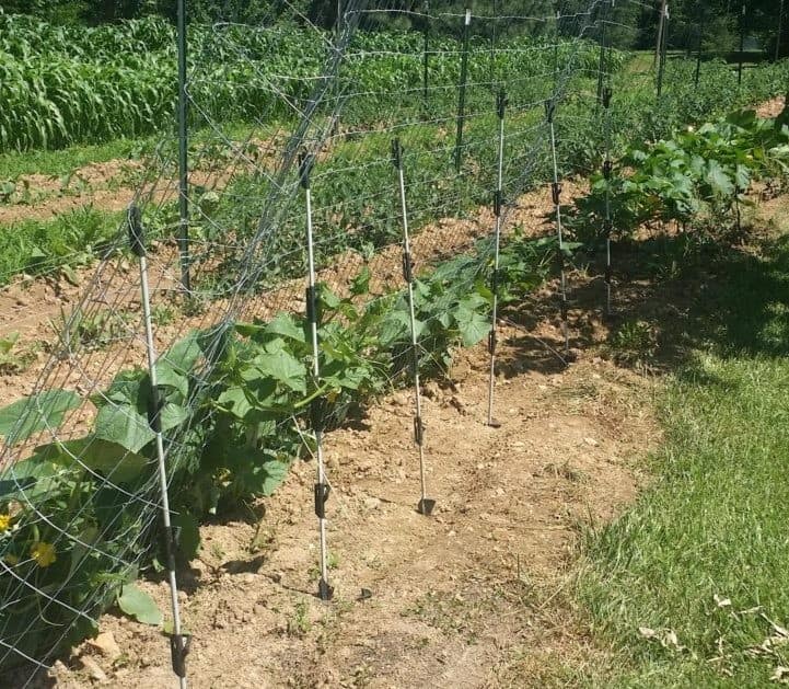 My Cucumber Trellis