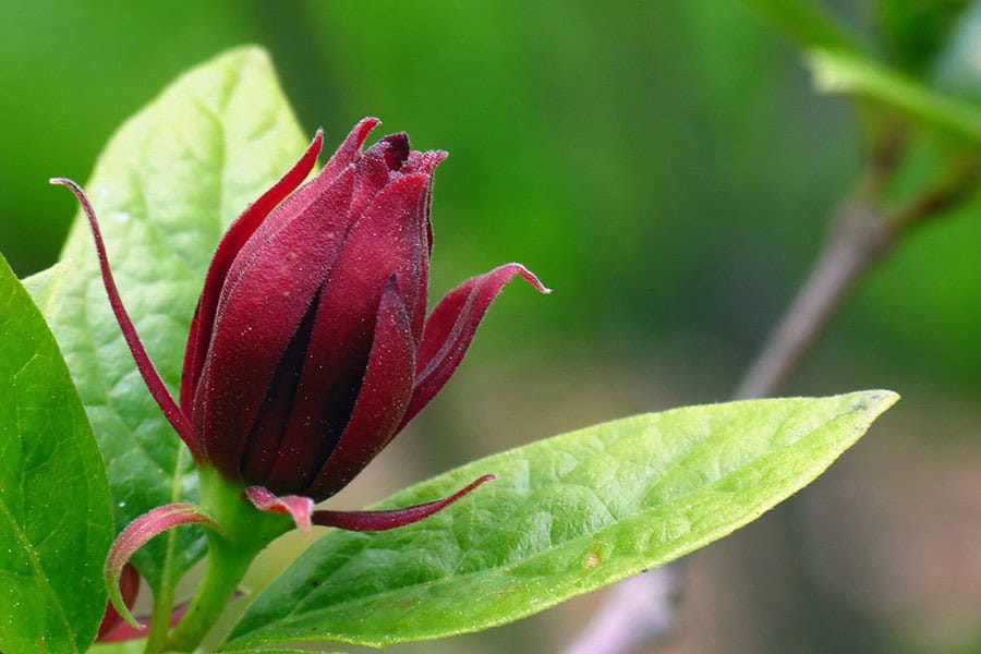 Sweetshrub (Calycanthus floridus)