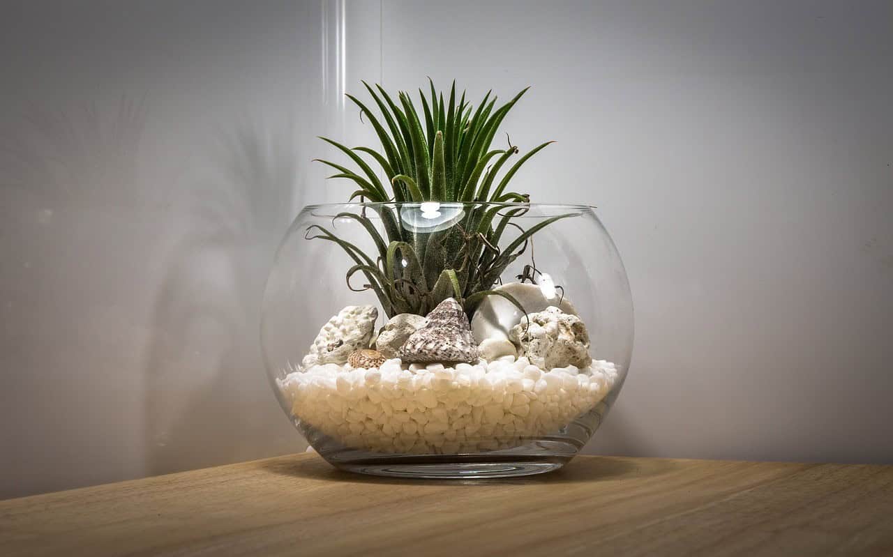 Air Plant