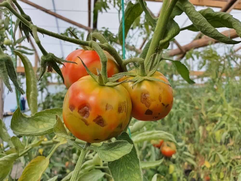 Signs of Tomato Late Blight