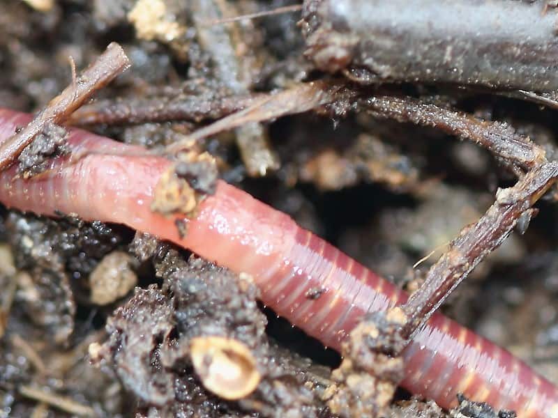 Why Raise Worms?