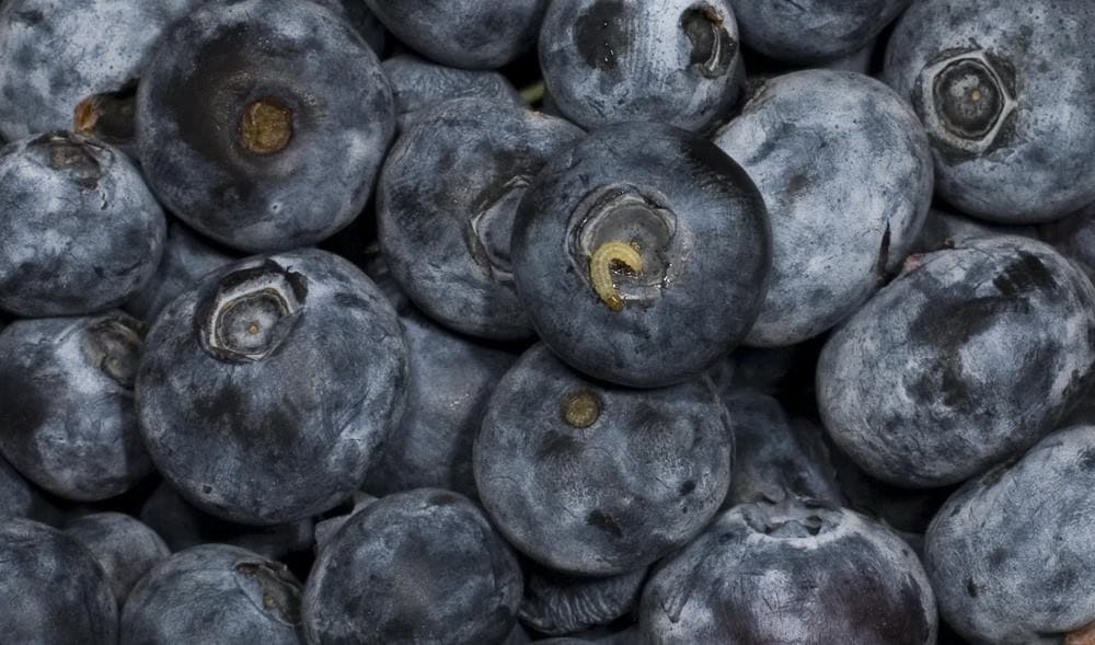 Holes in Berries