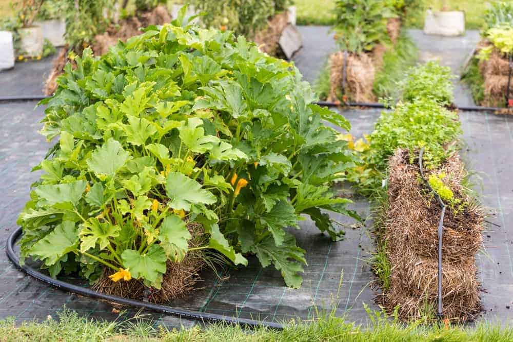 Care for Your Straw Bale Garden